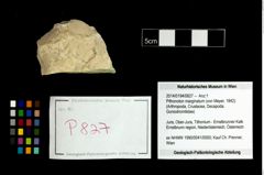 Foto (Objekt + Etikett) von Pithonoton marginatum (von Meyer, 1842)  (NHMW-GEO-2014-0194-0827)